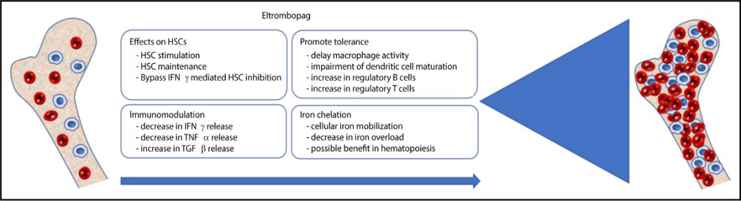 艾曲波帕是如何治血小板减少的,艾曲波帕骨髓增生异常综合征