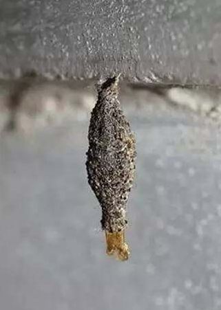 比蟑螂还恶心的的小虫子，专啃衣服，赶紧看看你家有没有！