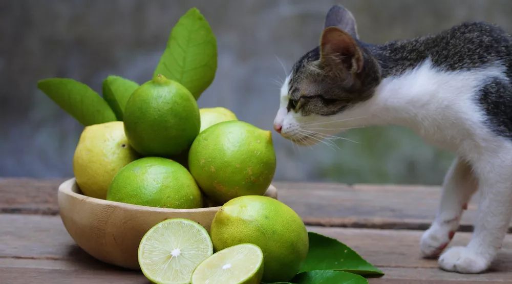 美白针美白丸,美白针美白丸靠谱吗