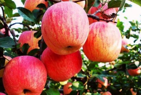 挑选苹果记住这六字口诀,挑选苹果有诀窍