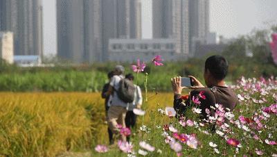 满城尽带黄金甲！在佛山，就能感受秋日童话的浪漫