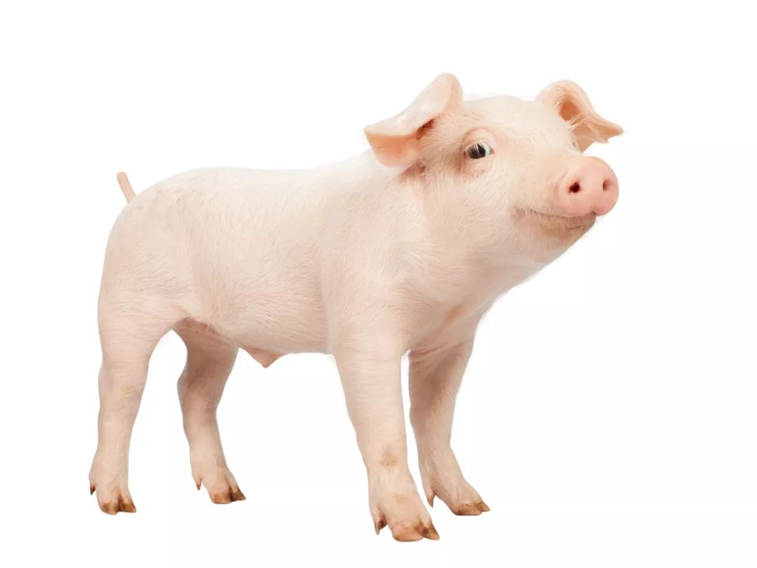 黑猪肉比普通猪肉好在哪,黑猪肉为啥比白猪肉贵