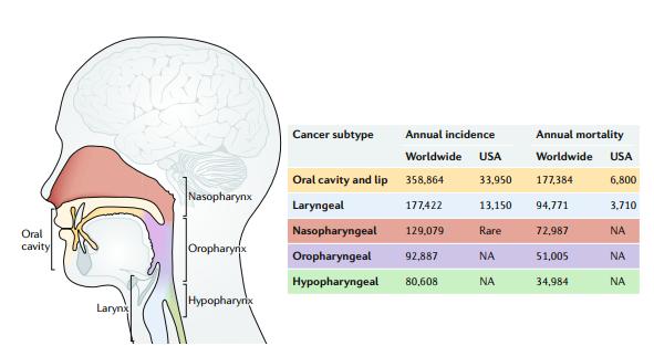 头颈部腺癌化疗方案,头颈部姑息化疗联合靶向治疗