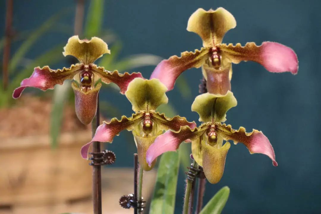 世园藏珍奇|再看中国馆里的兰中“美娇娘”——带叶兜兰