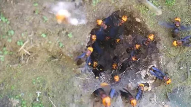 8名群众被黄蜂蜇致3人死亡5人受伤,广西人被黄蜂蜇死事件