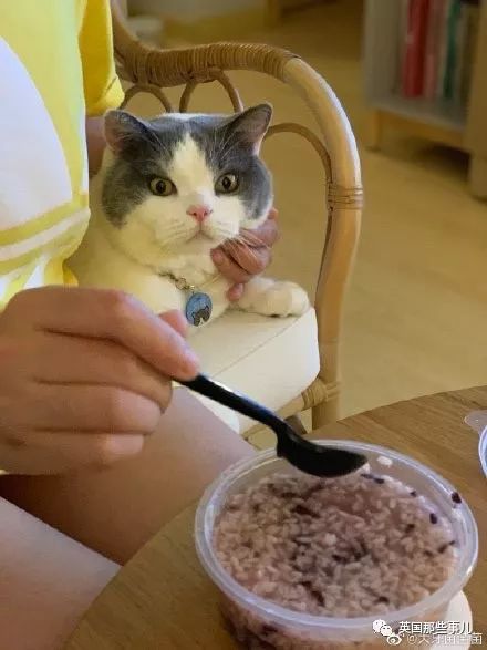 喵星人吃起来真香看的都想吃一口 (喂喵星人吃饭一副生无可恋的表情)