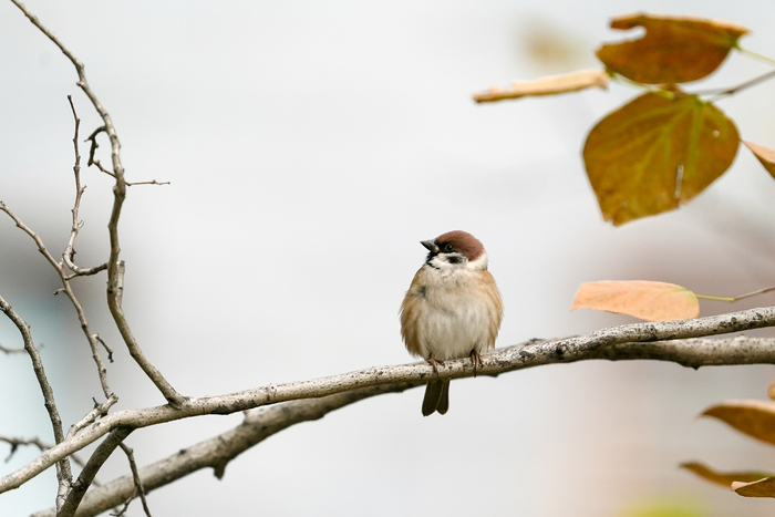 越用越流畅的手机实际体验,越用越快的手机