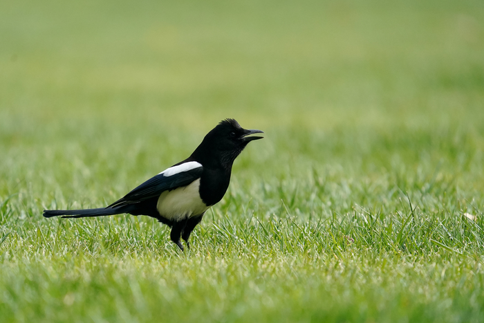 索尼a99ii现在怎样,越用越快的手机排行榜