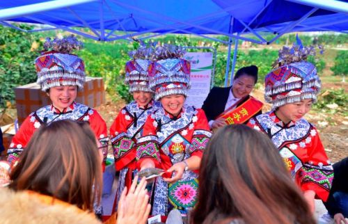 宣恩贡水柚直播间,宣恩贡水白柚节图片