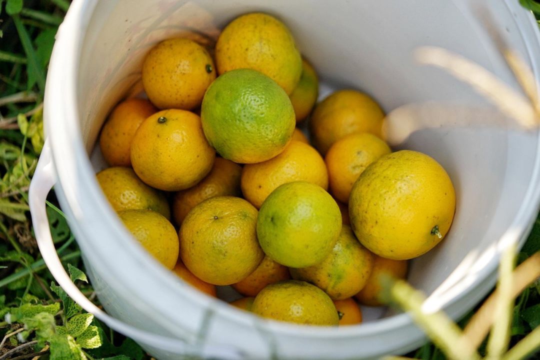 认识下广东人从小吃到大的宝藏水果,像冬季里清甜的山泉