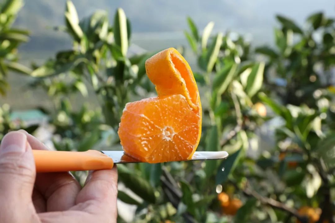 轻轻一咬满口汁水酸酸甜甜,轻轻一咬满嘴甜汁