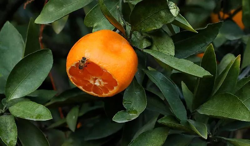 轻轻一咬满口汁水酸酸甜甜,轻轻一咬满嘴甜汁