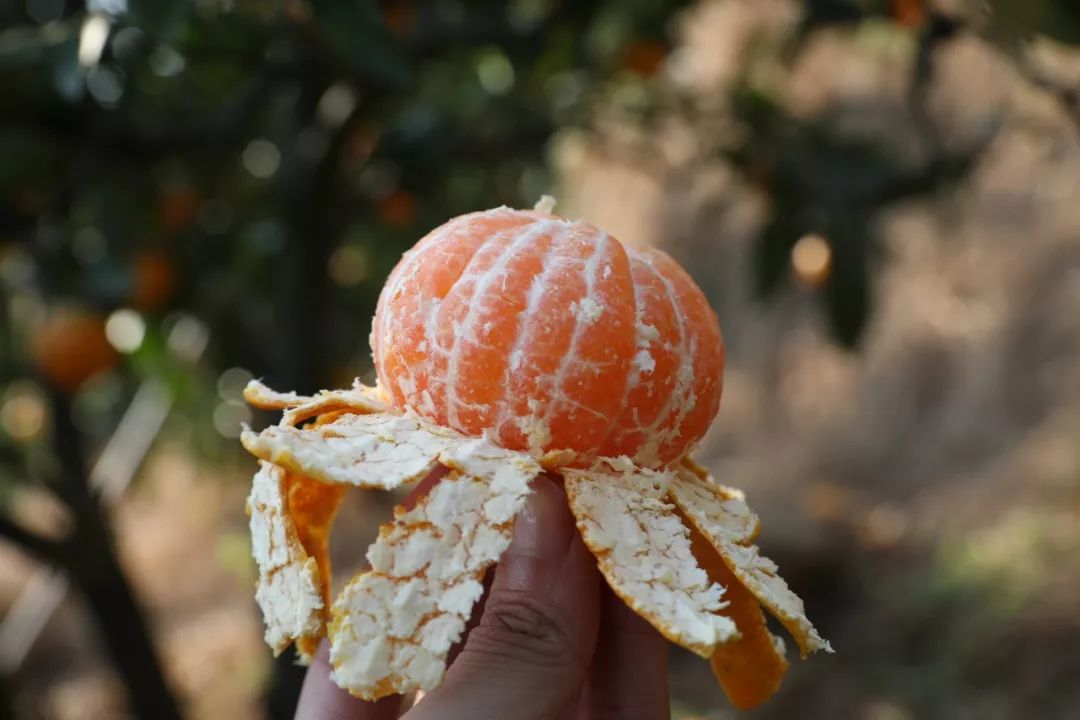 轻轻一咬满口汁水酸酸甜甜,轻轻一咬满嘴甜汁