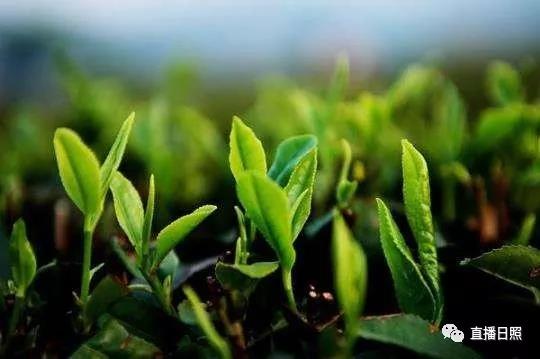 日照绿茶价格表,日照文旅