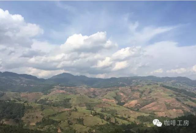 速溶咖啡粉和云南小粒咖啡的区别,云南小粒咖啡什么品种最好