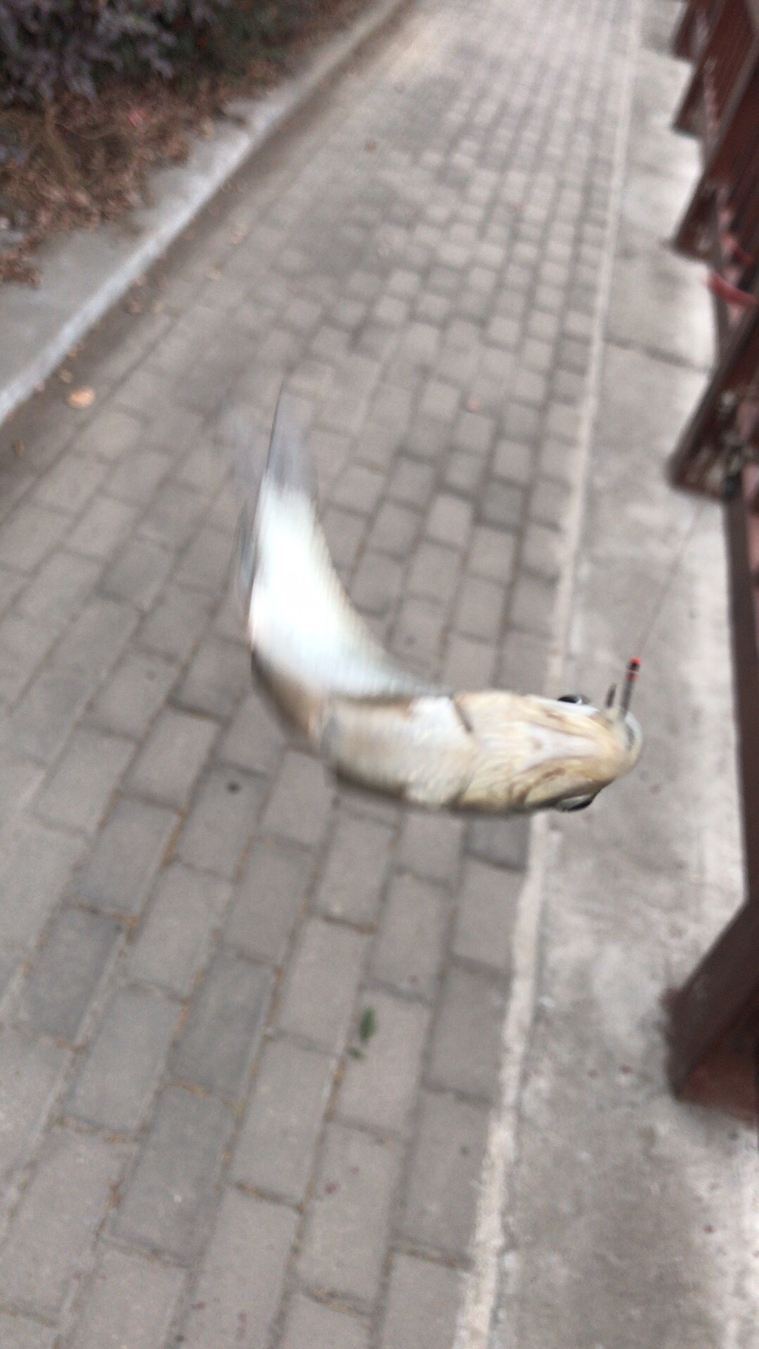 野钓垂钓实录,野钓钓鱼视频实战