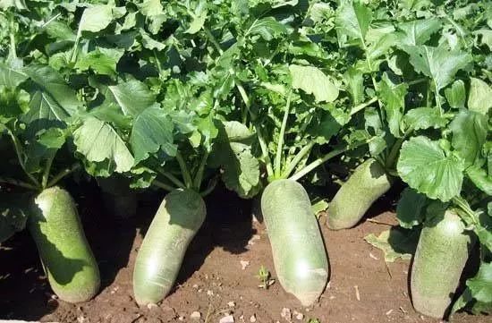 天津沙窝萝卜真的甜吗,天津沙窝萝卜最佳食用季节