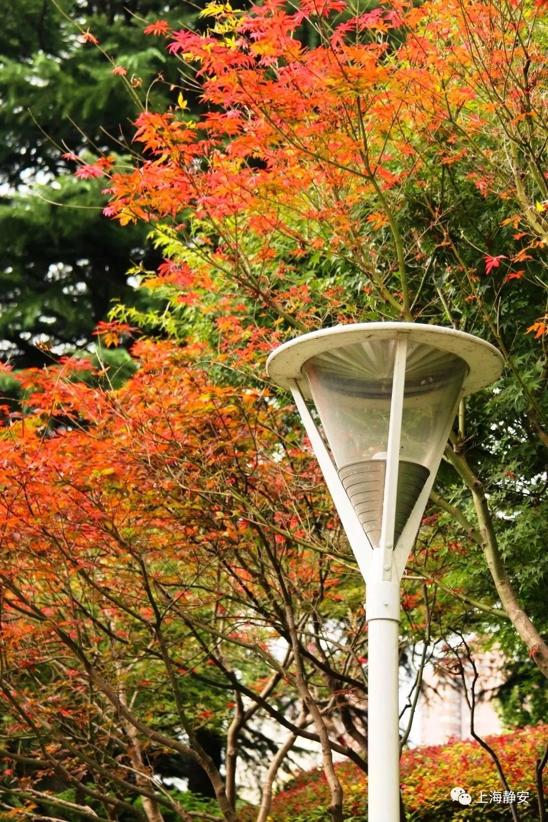 上海必打卡秋季美景,上海的秋季美景