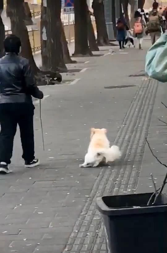 狗子摔了一跤摔出东西了,狗狗不小心摔了走路一瘸一拐的