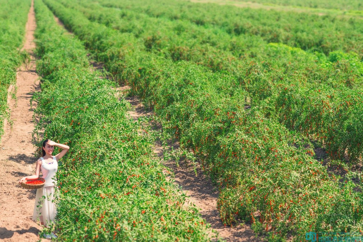枸杞原浆品牌定位策略分析,宁夏枸杞品牌定位策略