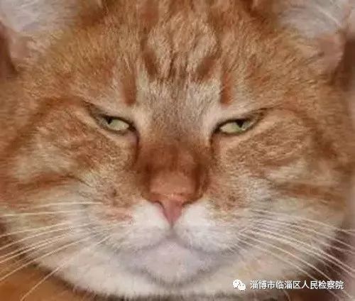 我是一只猫直播,我是一只猫现场