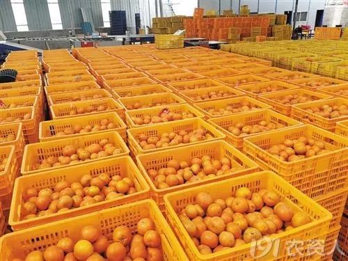 柑橘大混战怎么卖果,种植柑橘靠品质盈利谈何容易