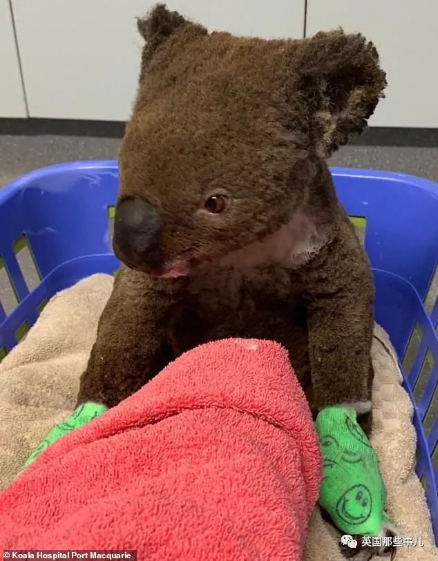 考拉面临功能性灭绝英语答案,导致考拉功能性灭绝的主要原因是