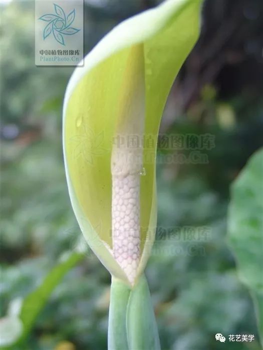 马蹄莲最普通品种开什么颜色花,花卉马蹄莲是什么样的