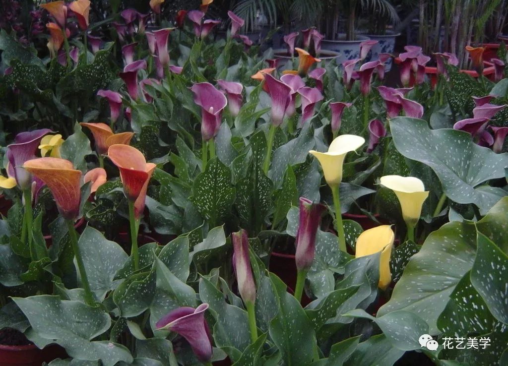 马蹄莲最普通品种开什么颜色花,花卉马蹄莲是什么样的