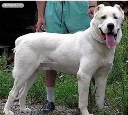 十大巨型犬种,10种大型犬