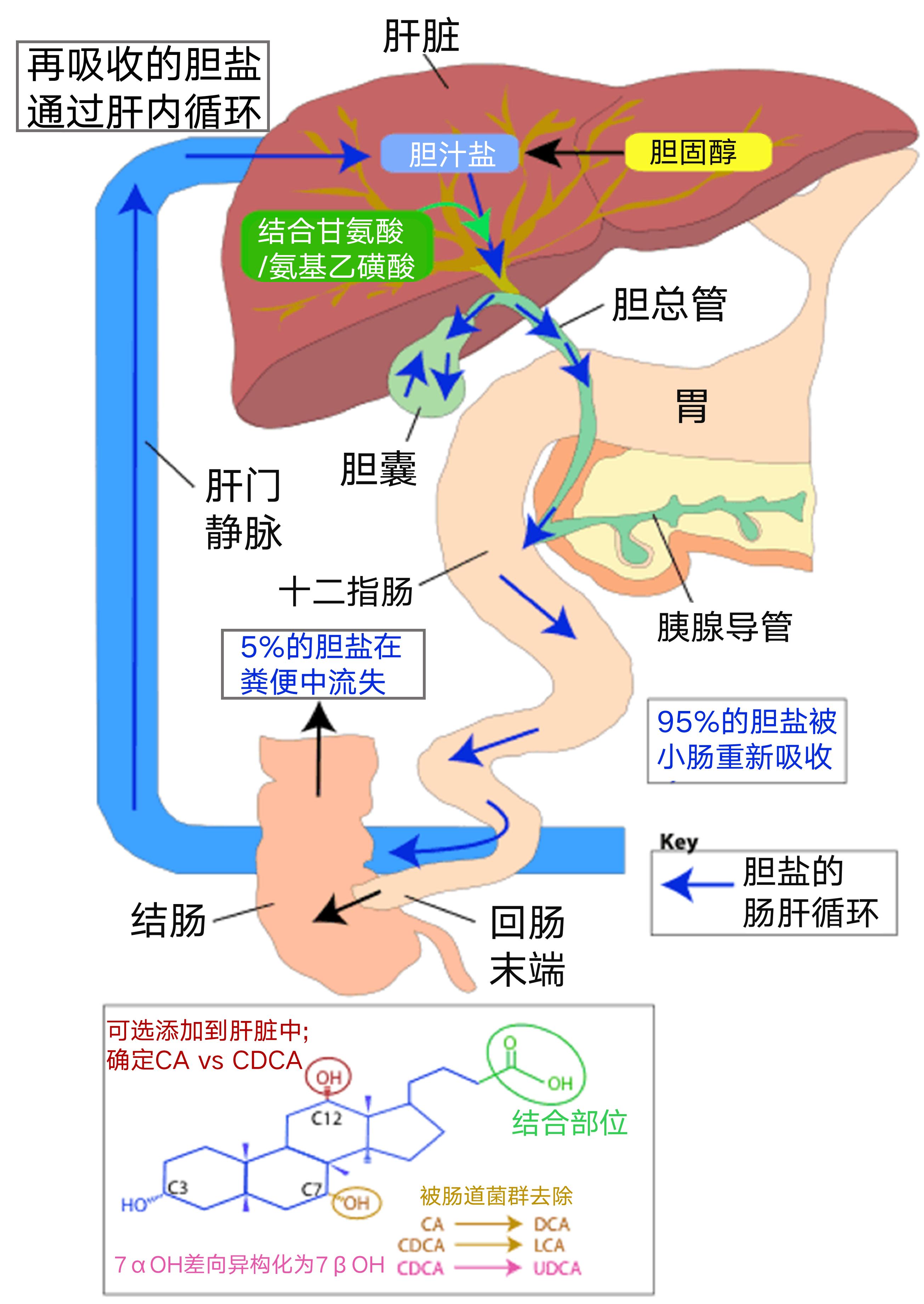 肠道菌群影响饮食文章,饮食与肠道菌群唇齿相依