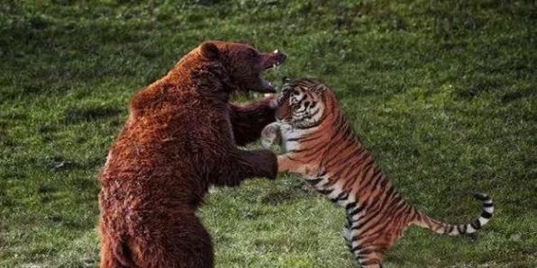 世间万物相生相克，谁是老虎的克星呢？百兽之王有怕的时候
