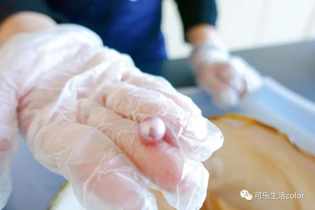 鲜活蚌珍珠探店,珍蚌开蚌珍珠diy体验馆从化