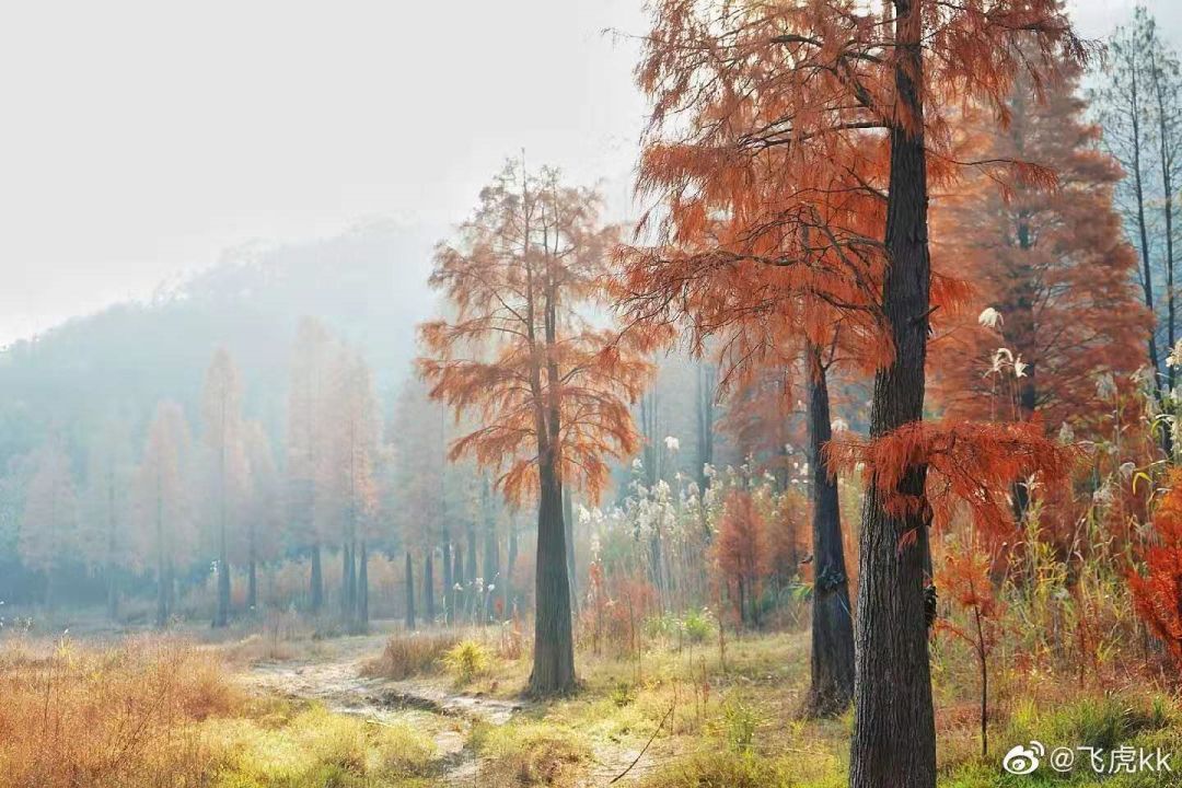 长沙梅溪湖拍照的网红打卡地,长沙梅溪湖网红打卡地在哪个站下