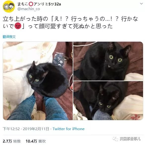 喵星人的日常图片大全,最好看的喵星人图片