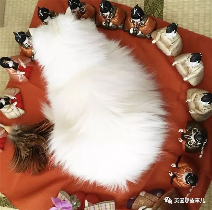 喵星人的日常图片大全,最好看的喵星人图片