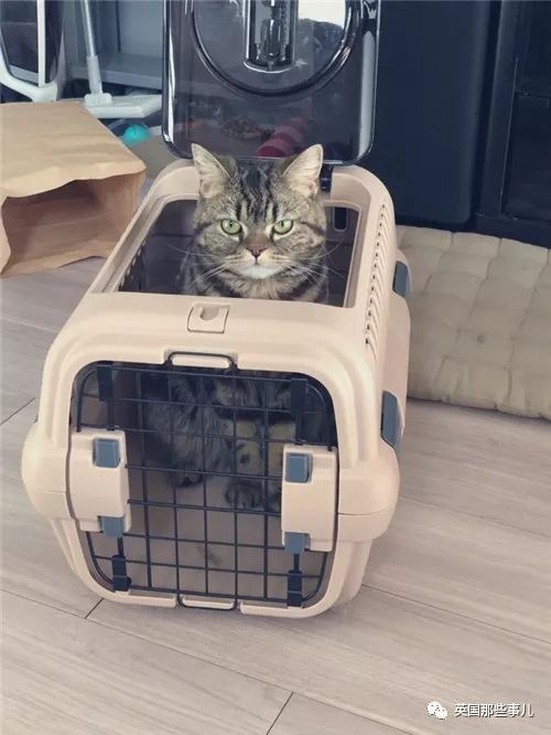 喵星人的日常图片大全,最好看的喵星人图片