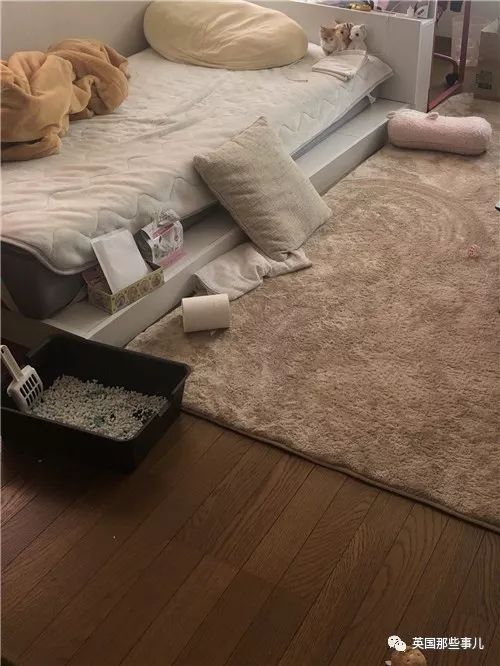 盘点喵星人的高光时刻,最好看的喵星人图片