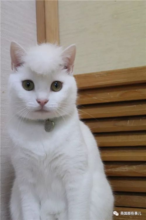 喵星人的日常图片大全,最好看的喵星人图片