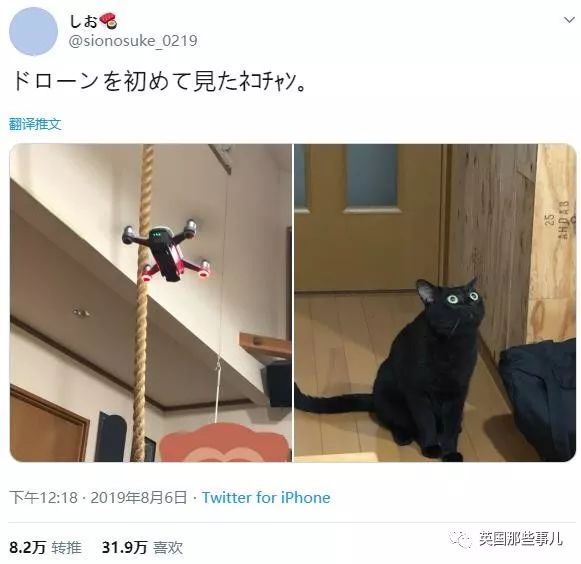 盘点喵星人的高光时刻,最好看的喵星人图片