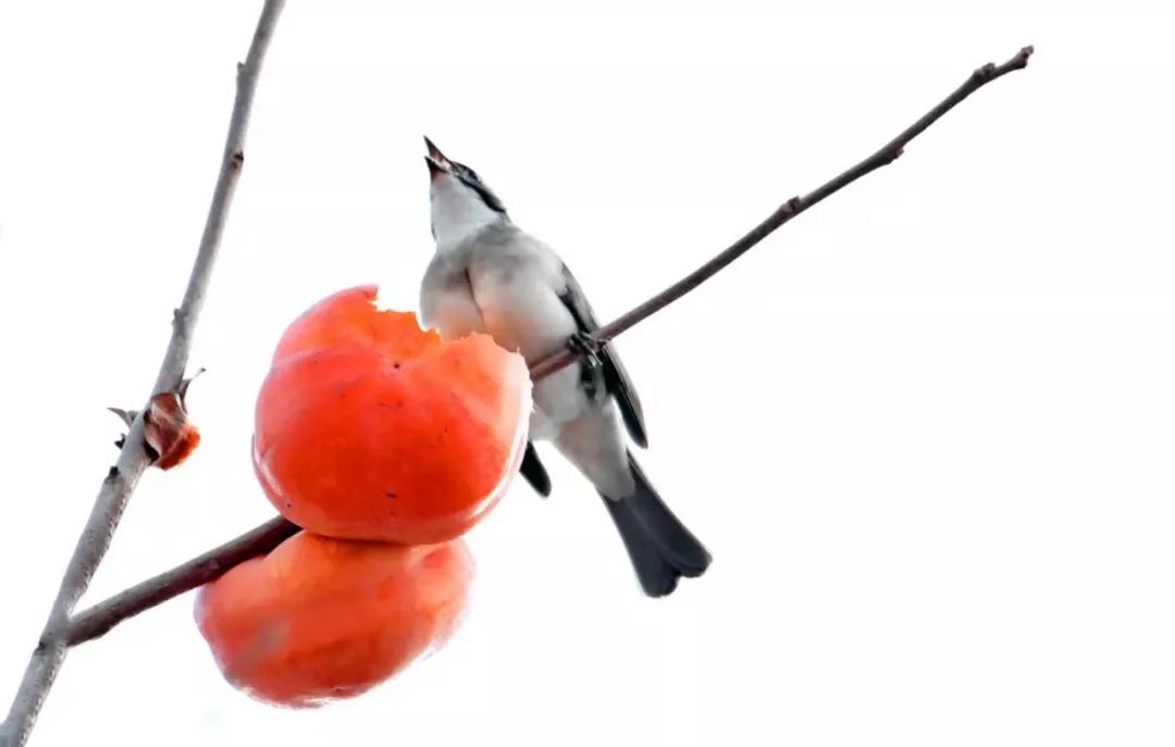 瞒不住了！昌平天空划过一群“小精灵”！可爱的那种！