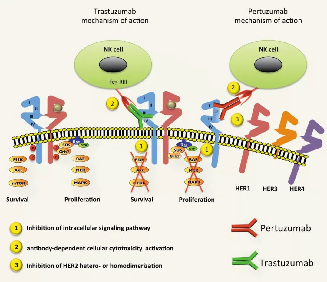 her2乳腺癌最新治疗新药,her2阳性乳腺癌靶向治疗研究进展