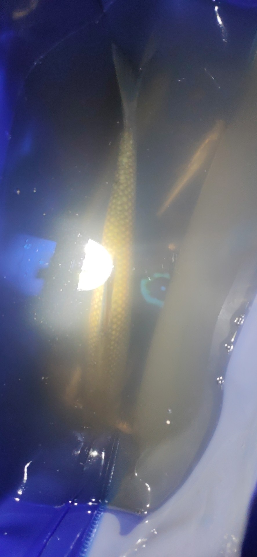 路亚和矶钓如何选择,台钓和路亚哪个烧钱