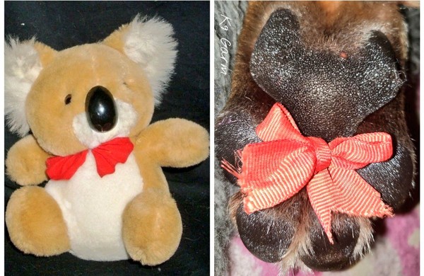 汪脚底藏无尾熊　网呆：我家的也有