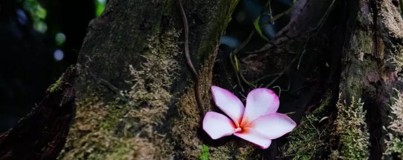 ACL2020投稿破3千，到底有多少人在做NLP研究？