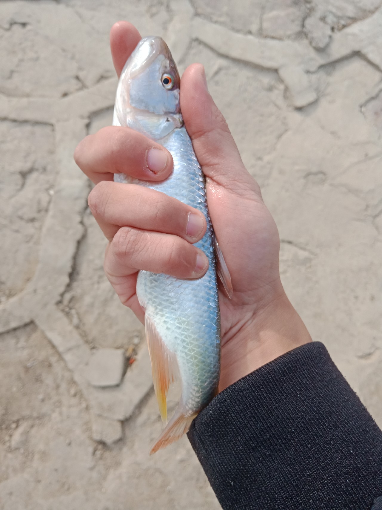 打中了第一尾白条后，我家人怀疑我在吸毒