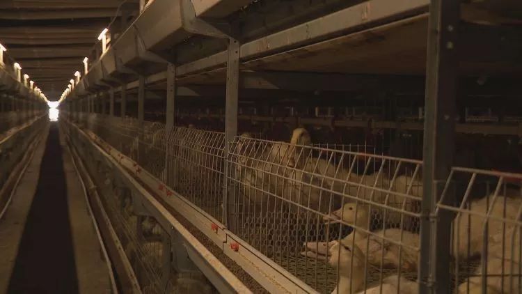 生态养鸭促振兴,发展蛋鸭产业推进乡村振兴