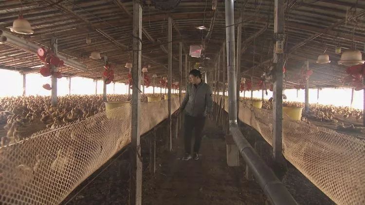 生态养鸭促振兴,发展蛋鸭产业推进乡村振兴