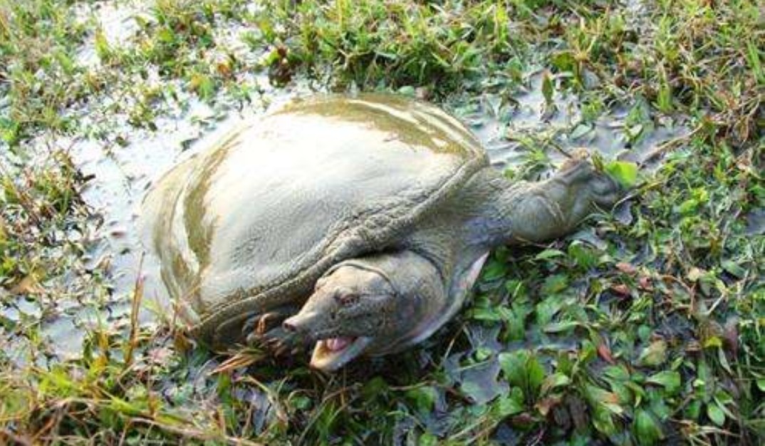 鱼有鱼路鳖有鳖道，详谈甲鱼生活习性和野钓技巧