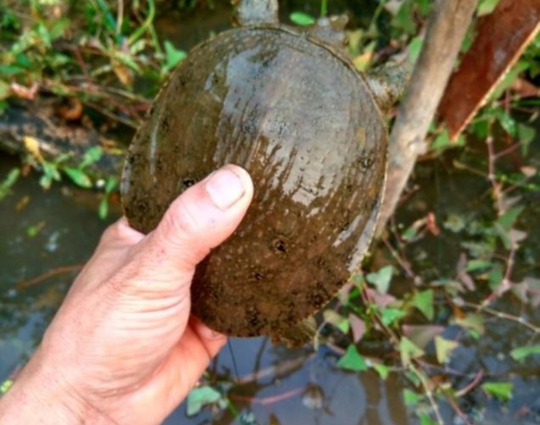 鱼有鱼路鳖有鳖道，详谈甲鱼生活习性和野钓技巧